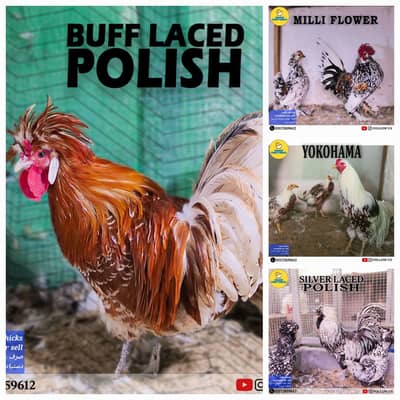 Fancy Breeds Chicks/Polish/Silkie/Bentum/Sebright/Buff/Ayam cemani/al