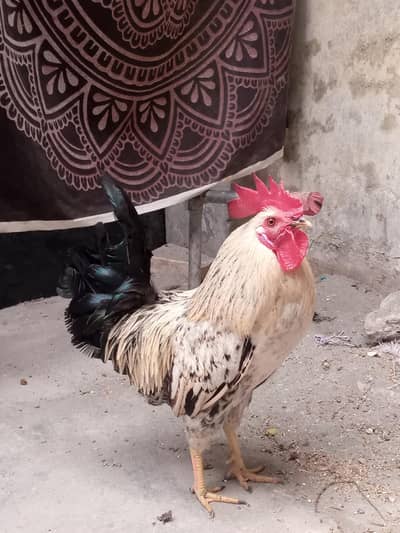 Healthy Desi Misri Pair (Egg Laying Hen) for Sale  – Rs 3500