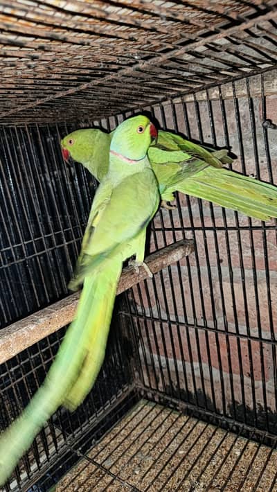 green semi tame pair with history