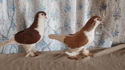 Lahore Sherazi Pigeon 3185461922