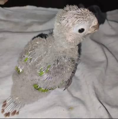 pineapple conure chicks