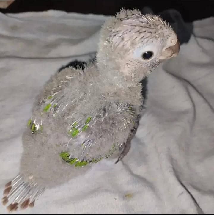 pineapple conure chicks 0