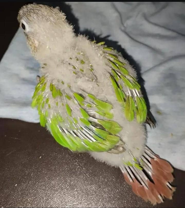 pineapple conure chicks 1