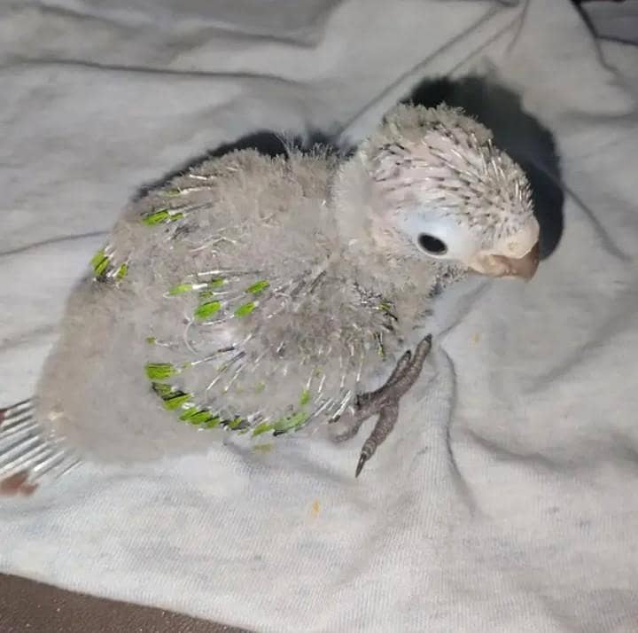 pineapple conure chicks 2