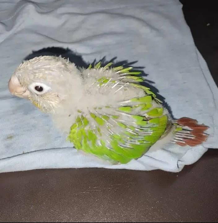 pineapple conure chicks 3