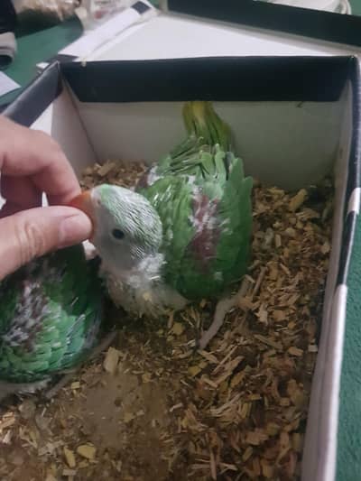 Kasmiri Raw chick home  breed
