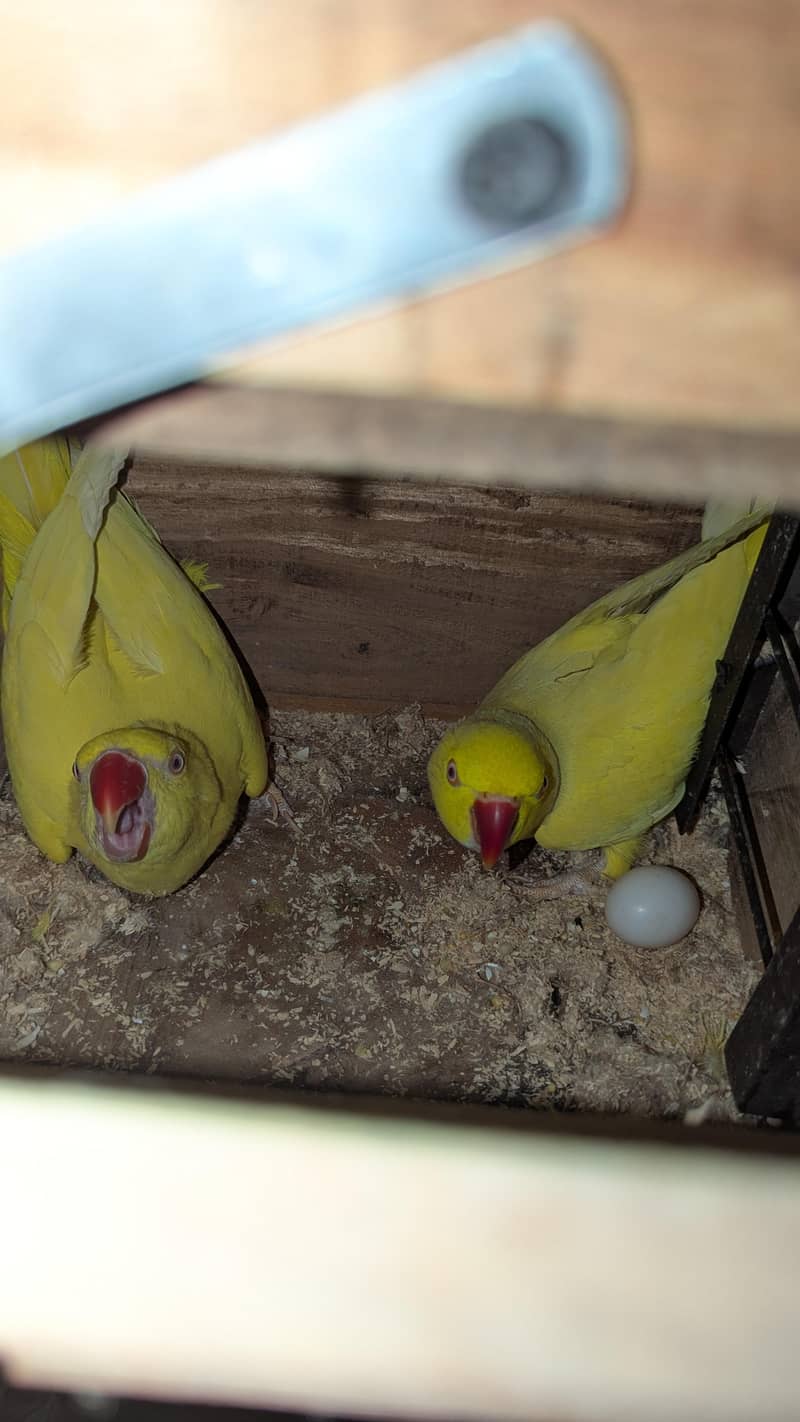 Ringneck, Lorry, Java 0