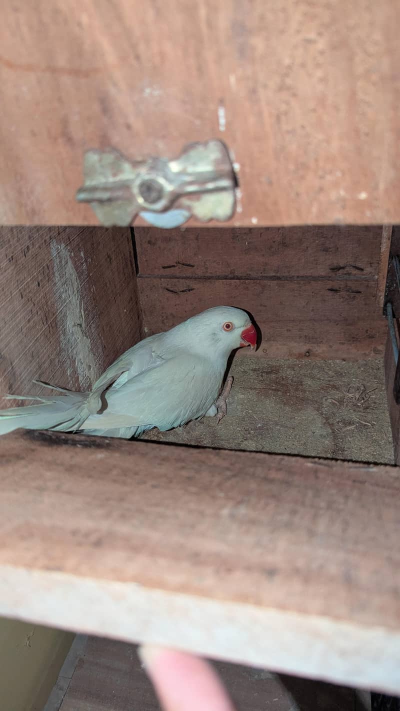 Ringneck, Lorry, Java 3