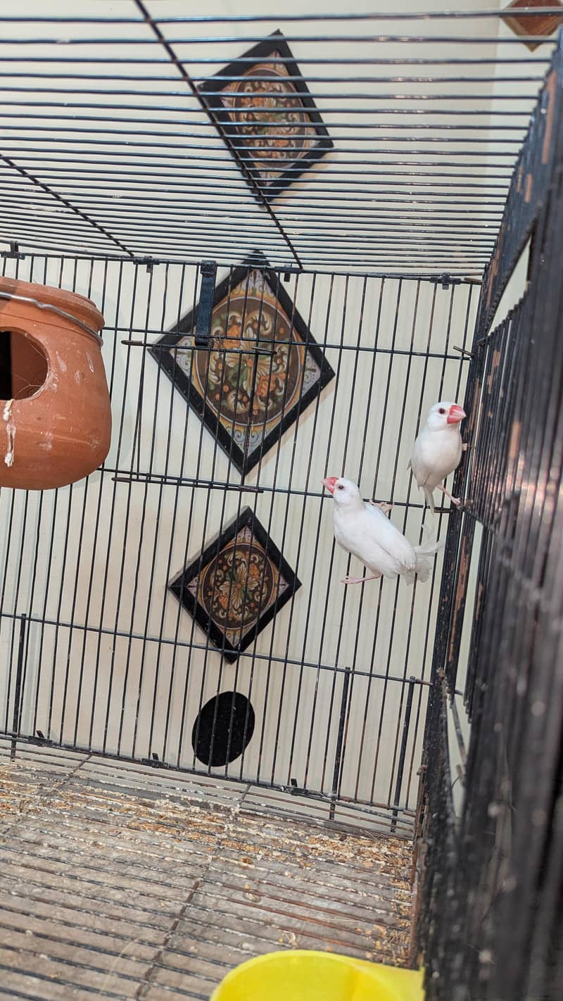 Ringneck, Lorry, Java 4