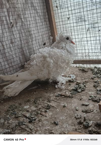 White frilback breeder Female