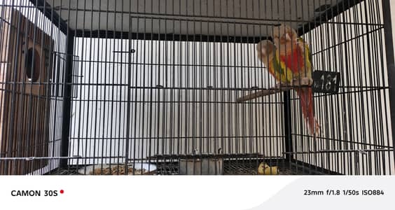cage and 2 pairs pineapple conure