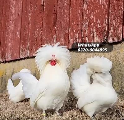 White Polish Hens For sale