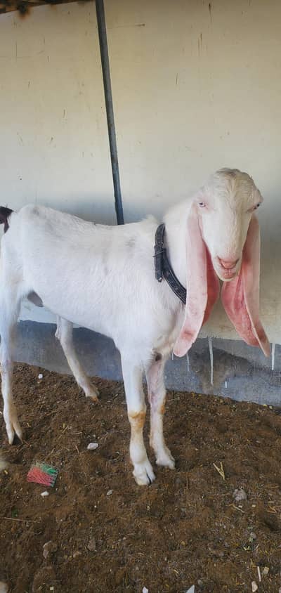 Rajanpoori Male For Sale