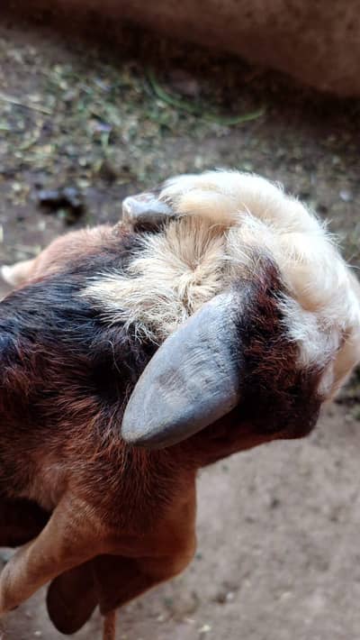 بکرا تقریباً 20 کلو کیرا