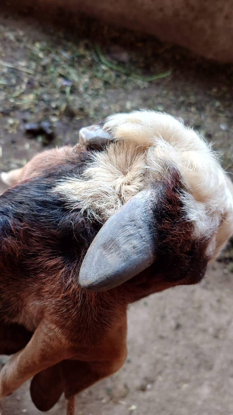 بکرا تقریباً 20 کلو کیرا 0