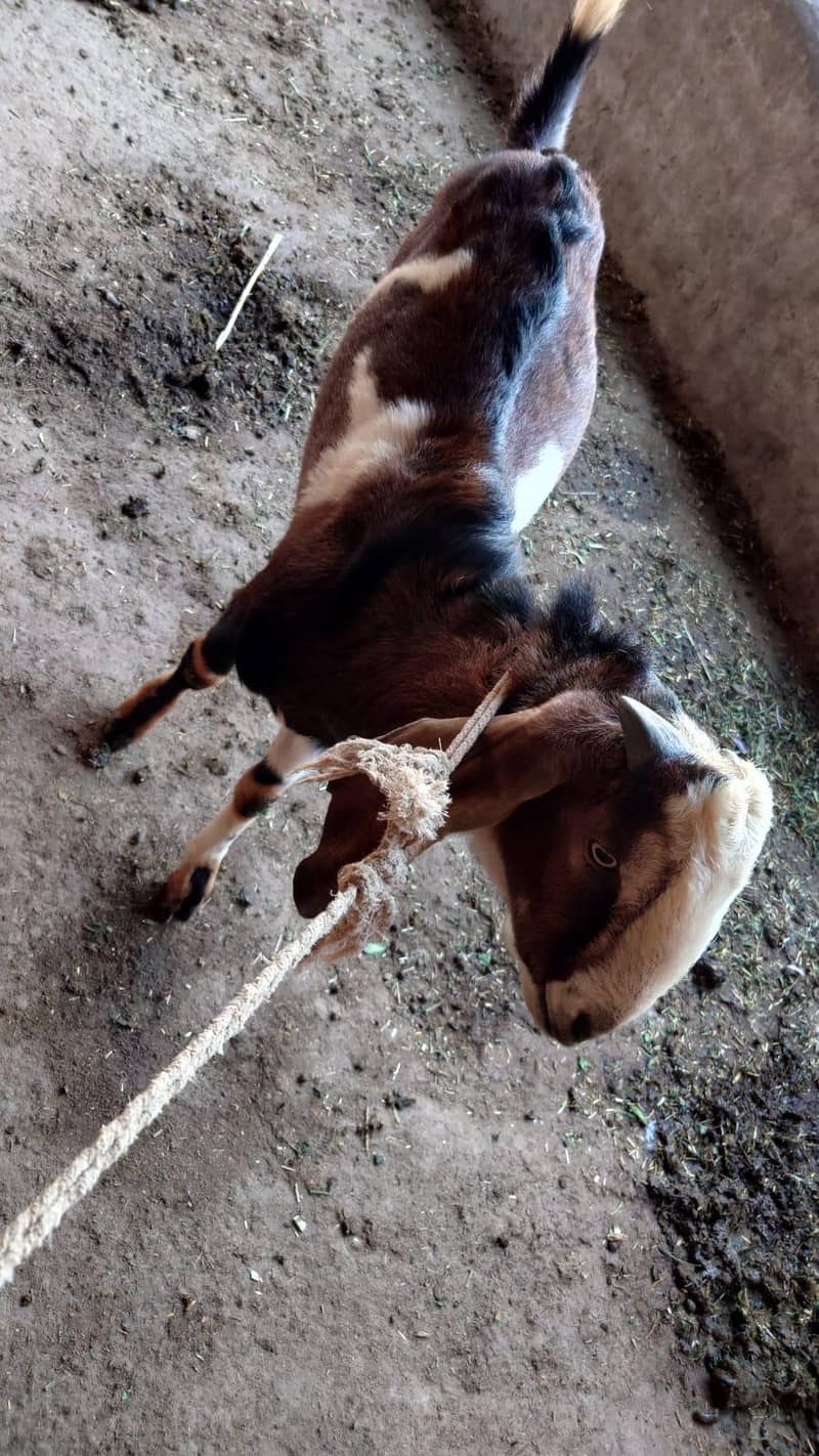 بکرا تقریباً 20 کلو کیرا 1