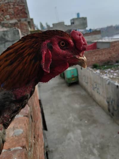 puér burmi male for sale tpni Waly rabta na kry 03204662945