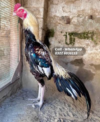 Aseel Murga For Sale