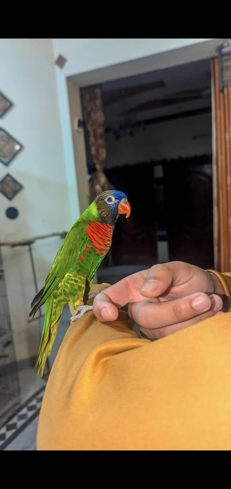 Ringneck, Lorry, Java 1