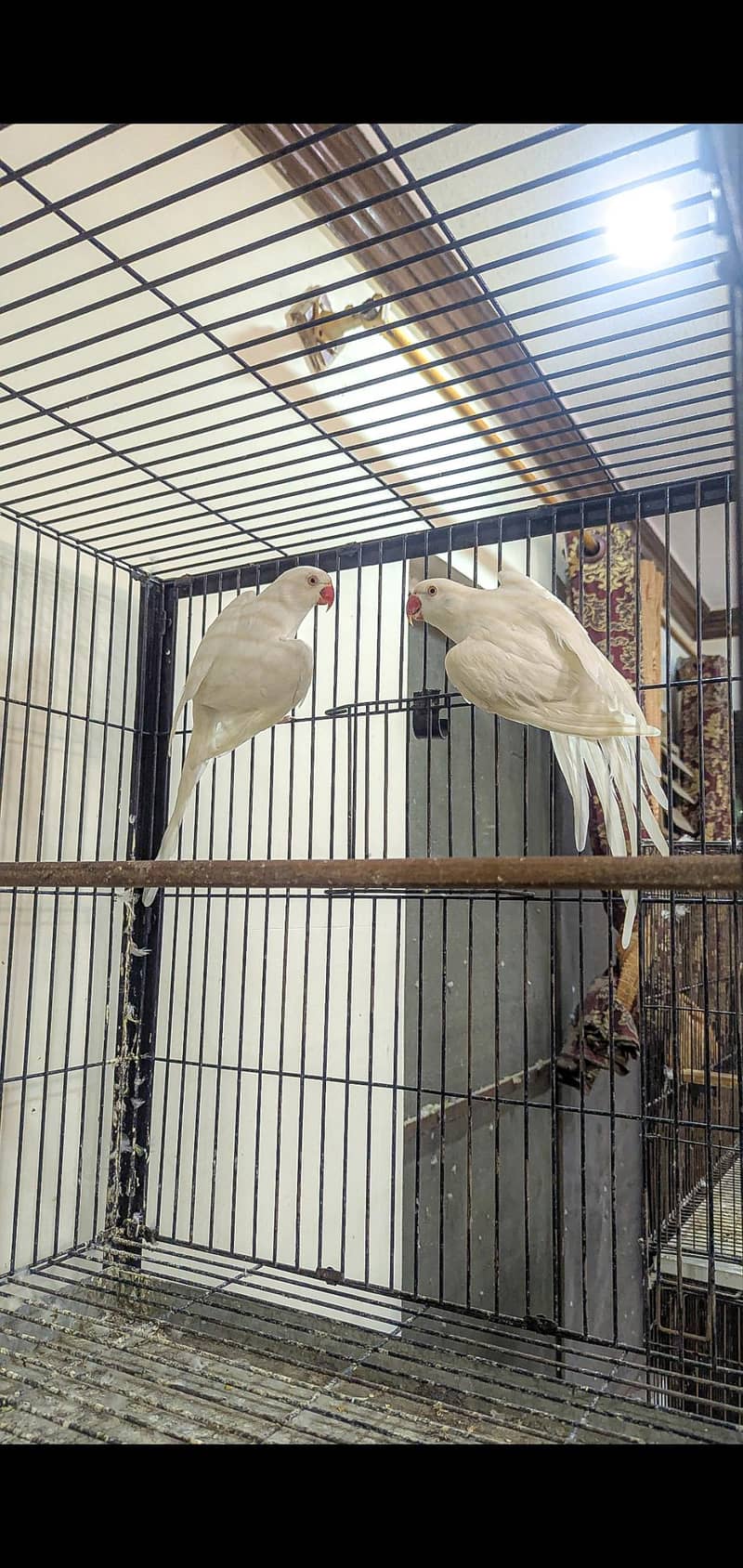 Ringneck, Lorry, Java 2