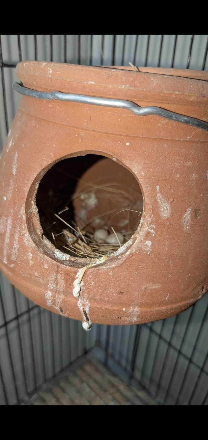 Ringneck, Lorry, Java 5