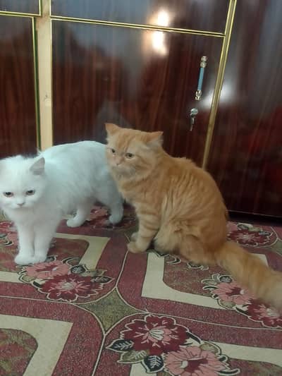 male Persian cat for sale