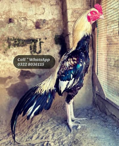 Aseel Murga For Sale Urgent