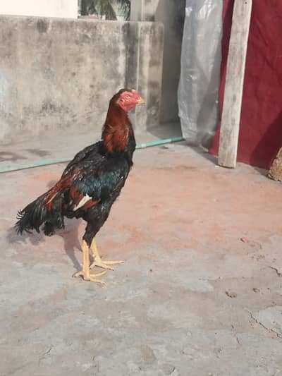 japanese shamo patha for sale