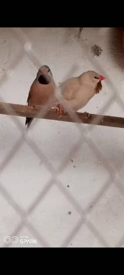 shaftail finch pair ready to bread