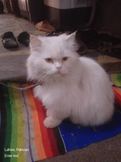 percian male cat triple coated  literally trained  vaxinated