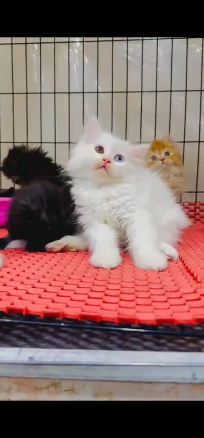 Quality Persian Punch face cat & kitten is 03233614642 WhatsApp