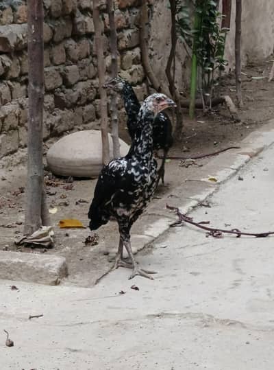 Aseel cheny pathiyan pathy for sale