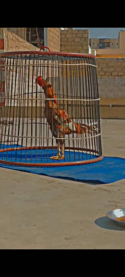 only serious buyers rabta krein Peela shajra Mazboot ptha Hy Mashallah