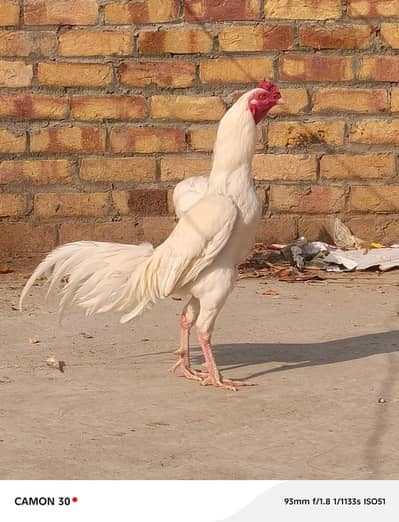 Heera aseel, paper white aseel, high quality