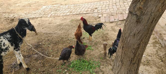 Hassel  rabta number 0301 0454950