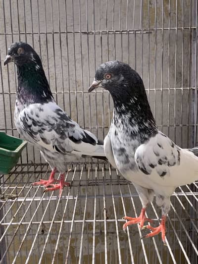 teddy , breedr , pair available’