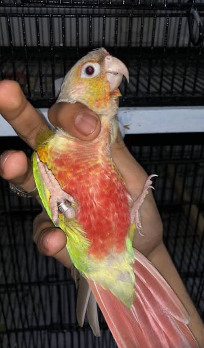 pineapple conure / conure breeder female with DNA