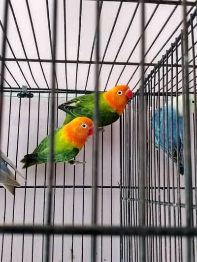 Top Quality Opalines/Pale Fallows