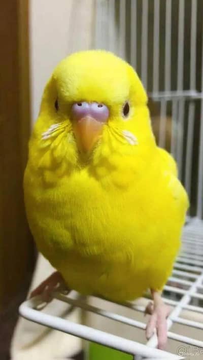 Budgie Australian pair ino albino lutino
