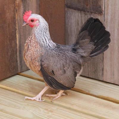 0 size English game female required