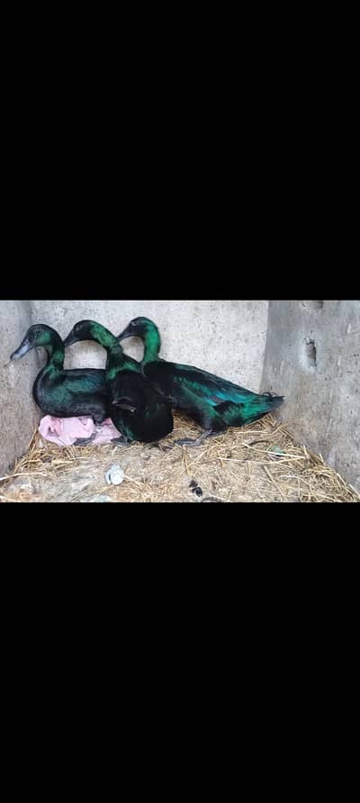 Black Cayuga and white and black Muscovy ducks