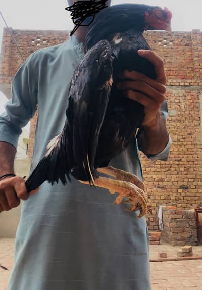 Amroha lasani croos forsale and exchange