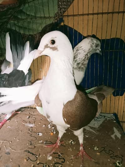 Two breeders pair sherazi