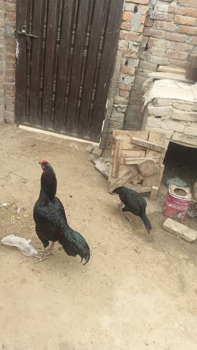 final 25k rabta kren