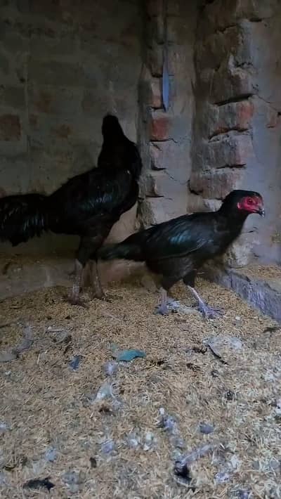 Top quality Thai pakkoy female