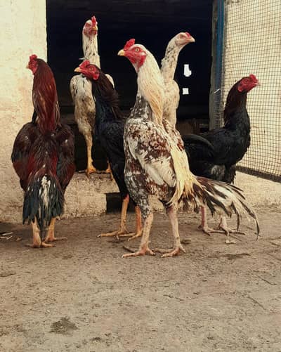 aseel breed active and healthy