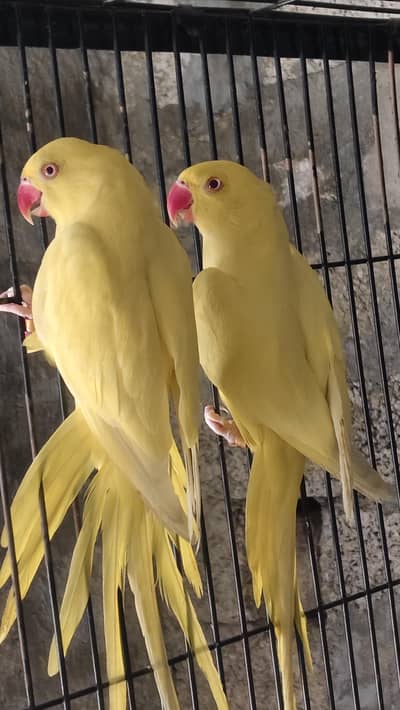 yellow ring neck pair