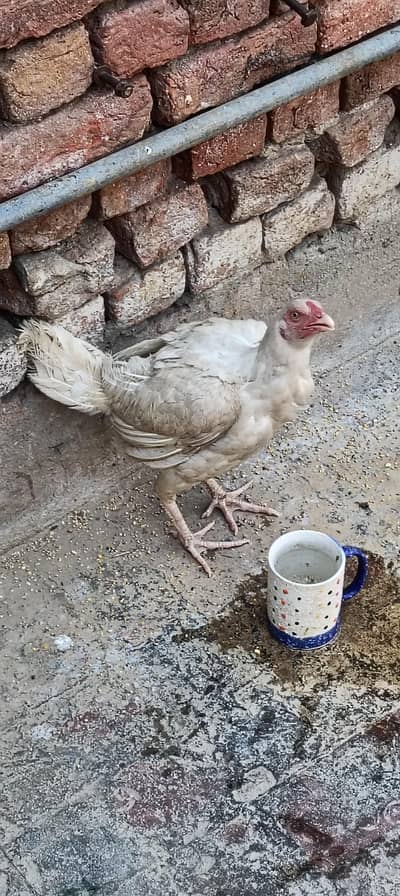 pure white aseel hen for sale