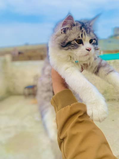 Persion cat fully trained