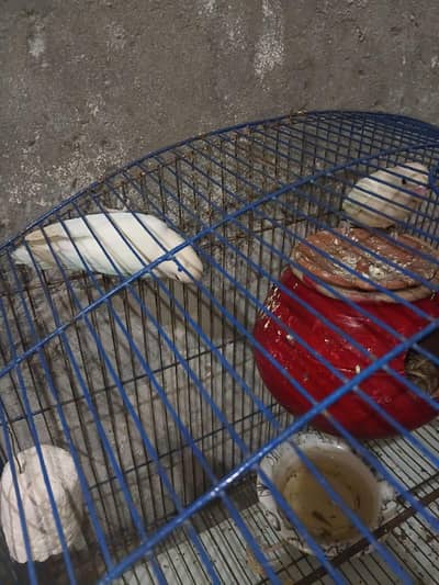 albino red eyes male and black eyes female